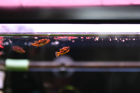 20100522アクアリウム(60水槽)アベニーパファー餌やり冷凍赤虫.JPG