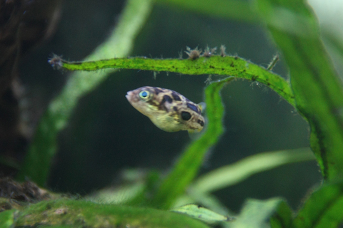 20100920アクアリウム(60水槽)アベニーパファー繁殖性別(雄雌)判別2.JPG