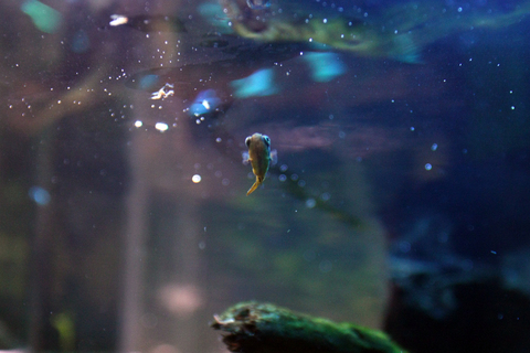 20100926アクアリウム(60水槽)アベニーパファー雄1匹目3.JPG