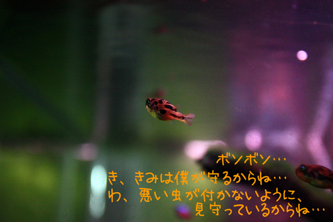 20101129アクアリウム(60水槽)アベニーパファー雌と雄.JPG