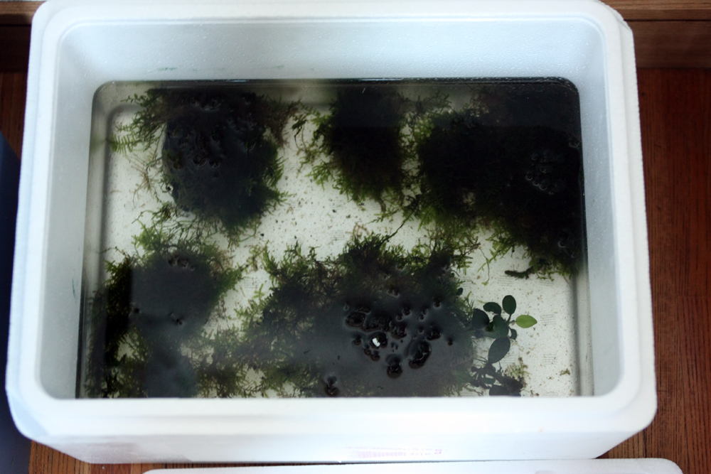 南米ウィローモスを再活着 苔藍藻の付着から復活を目指す