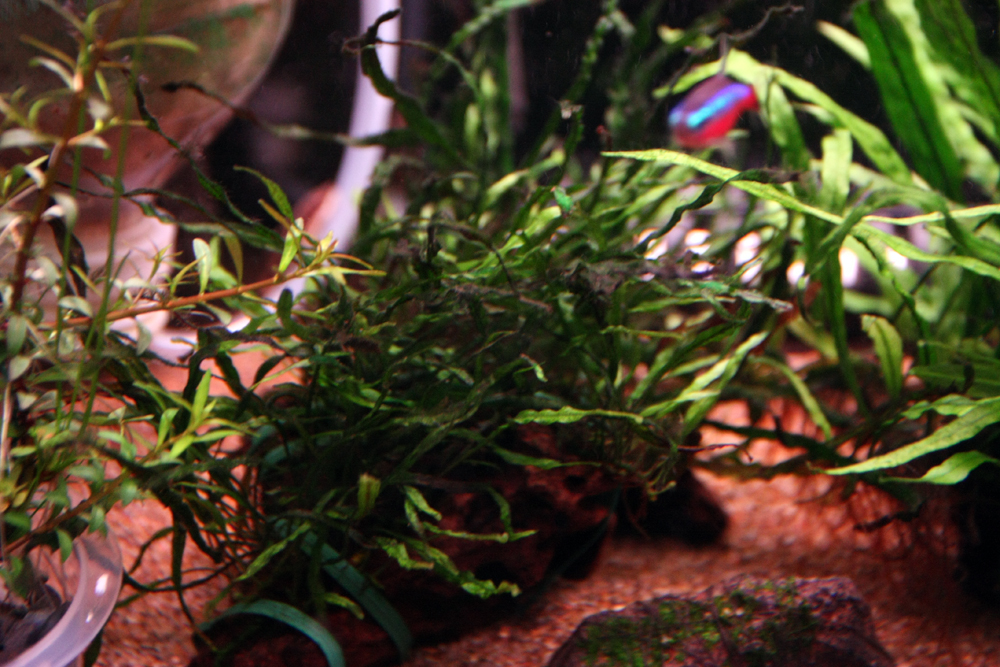 アクアリウム工房 ～趣味の部屋～: 60cm水槽の水草をトリミング