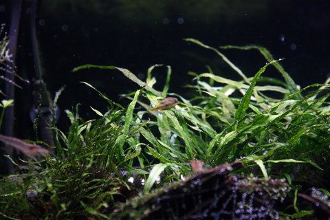 20110126アクアリウム(60水槽)アベニーパファーオス.JPG