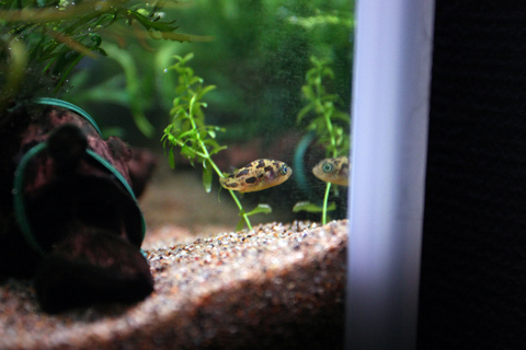 20110126アクアリウム(60水槽)アベニーパファーメス.JPG