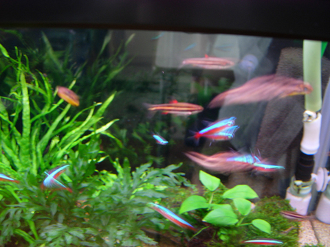 アクアリウム(水槽)熱帯魚たち_20100506.JPG