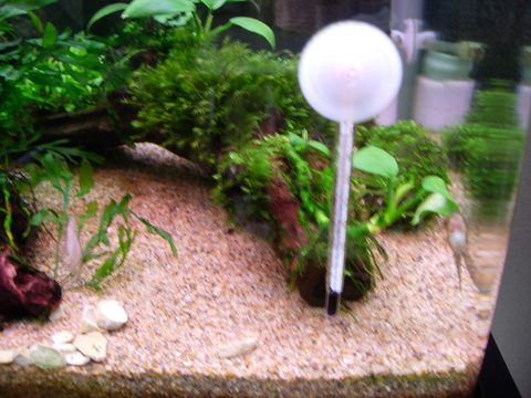 アクアリウム(水槽温度)水温高温朝_20100506.JPG