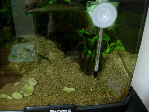 アクアリウム(水槽温度)水温高温夜_20100506.JPG